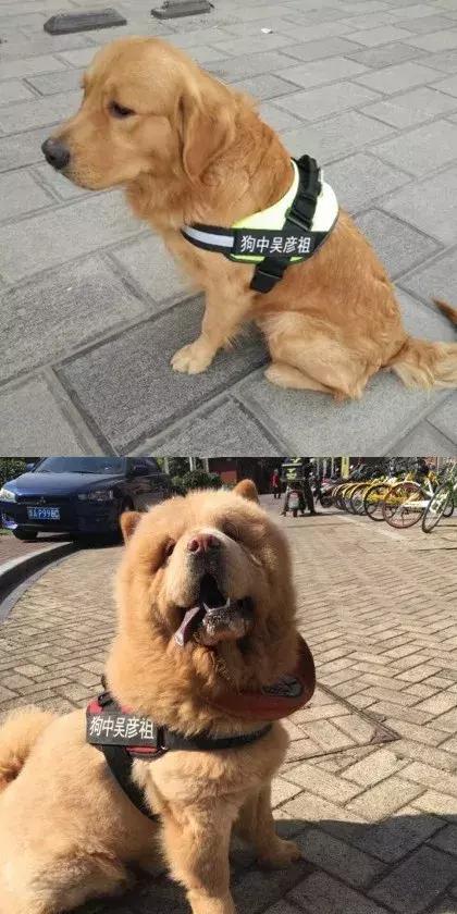 铲屎的快来看看你家狗狗谁才是真正的狗中吴彦祖