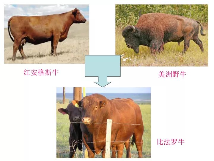 黄牛和水牛杂交生什么小牛一图看懂牛杂交改良繁育