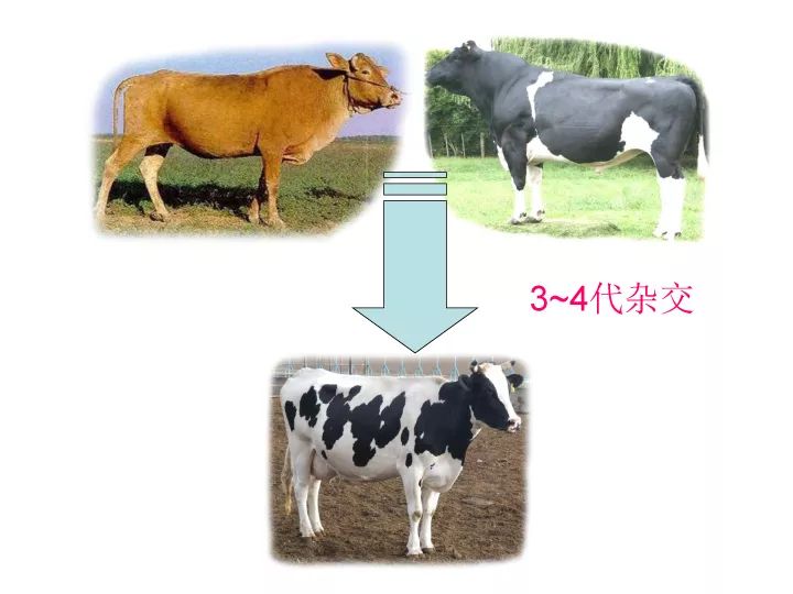黄牛和水牛杂交生什么小牛一图看懂牛杂交改良繁育
