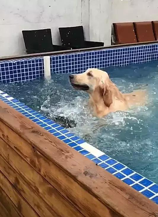 二哈游泳准备上岸,却被心机汪扼杀在泳池里