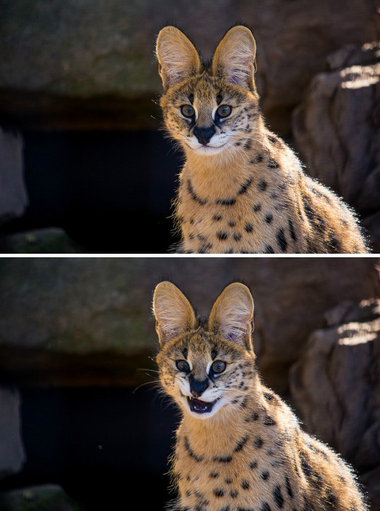 薮猫是产于非洲的中型猫科动物为薮猫属的唯一成员