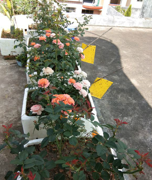 泡沫箱种花可以媲美地栽优势非常明显普通花盆根本比不