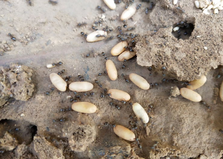 蚂蚁千辛万苦搬运的粮食被小伙一个举动破坏了