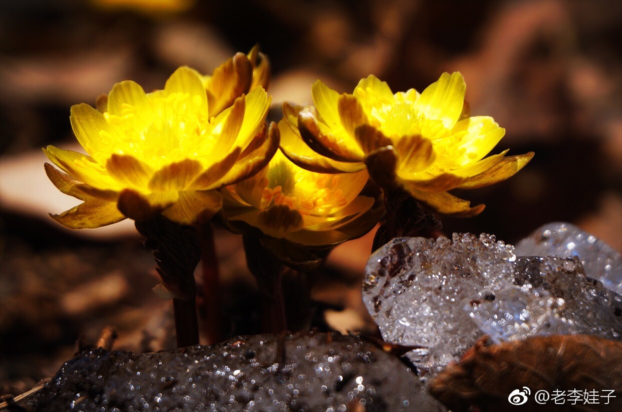 净月潭的积雪几乎化尽冰凌花四处盛开周末有时间快去看看吧