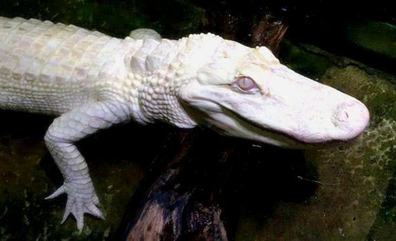 日本首现罕见"白鳄鱼",宛若一块大理石,吸引研究人员一探究竟