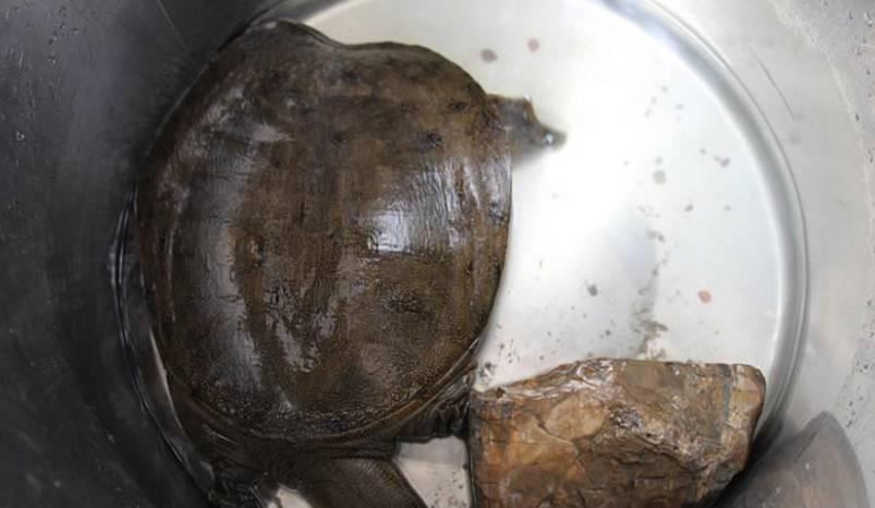 农村河里面的纯野生美味, 再过几年就难找到野生的