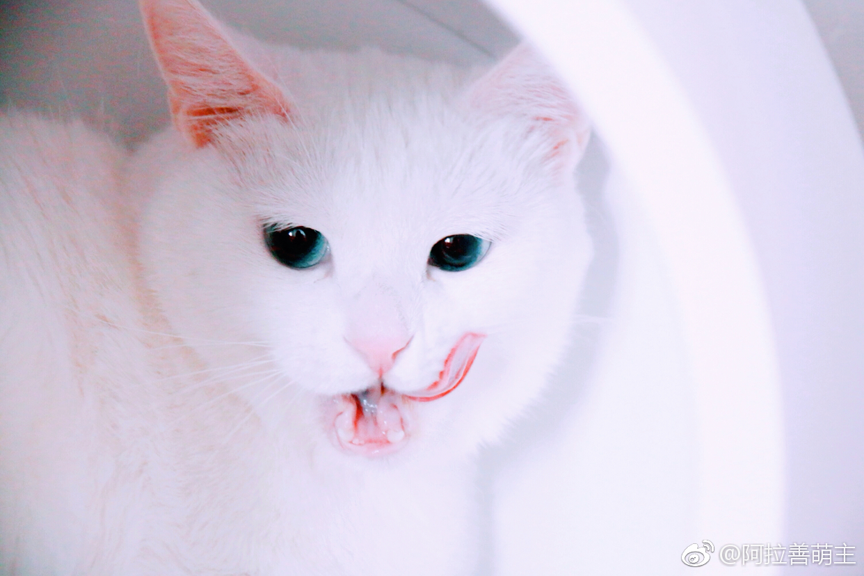 傲娇奶糖猫!如果你不高冷,我们还是朋友!