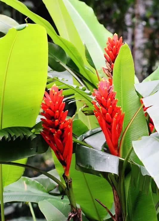 夏季花卉推荐红蕉的鉴赏与养护