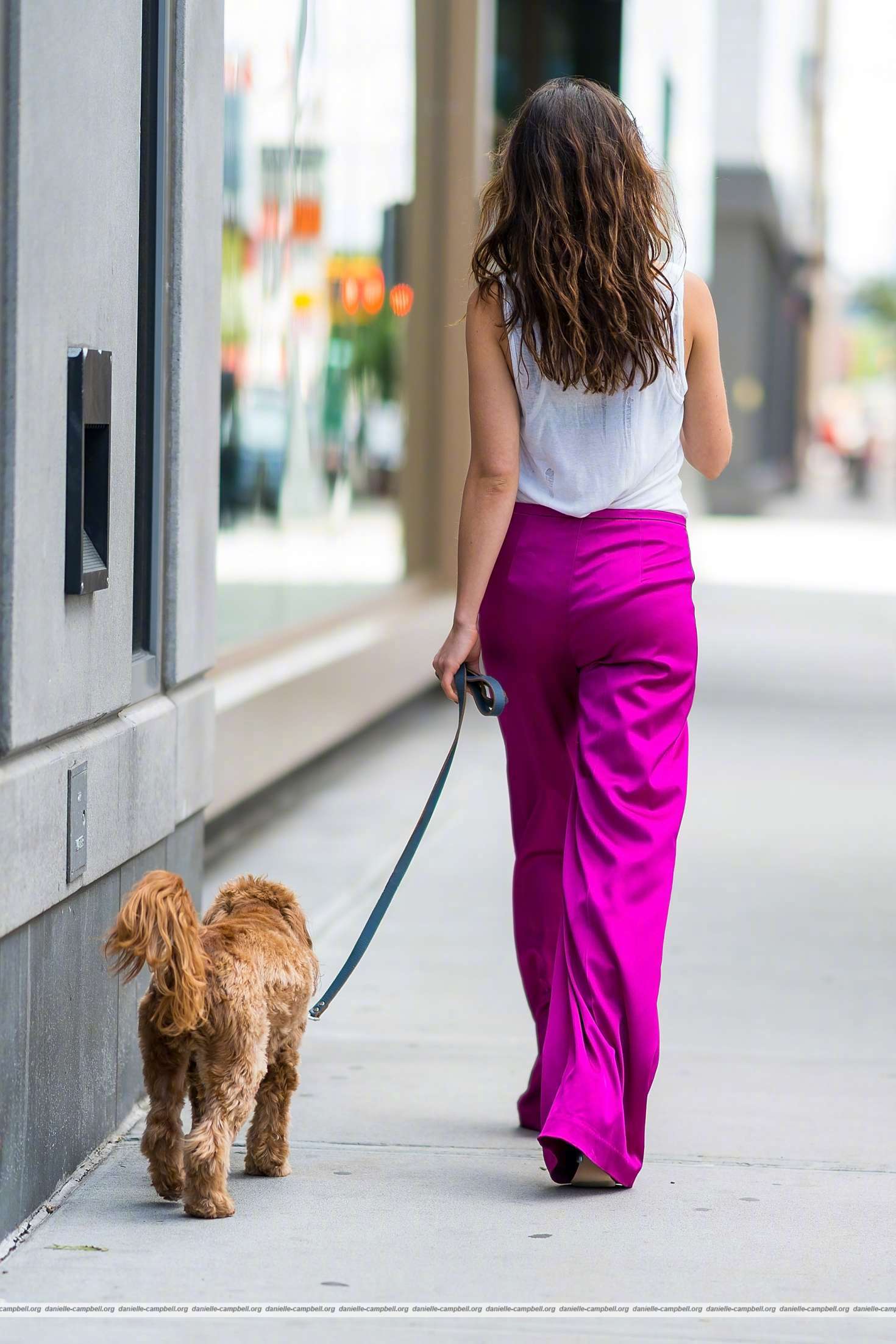 丹妮尔·坎贝尔danielle campbell带着爱犬在纽约外出的街拍_新浪看点