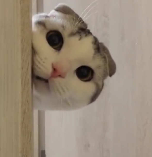 最后,猫咪可能是知道自己已经被主人发现了,它直接把整个大脸露了出来