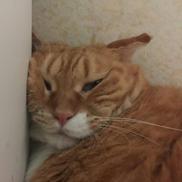 猫咪躲角落睡觉仍被找到睡眼朦胧看着众人管好你家熊孩子