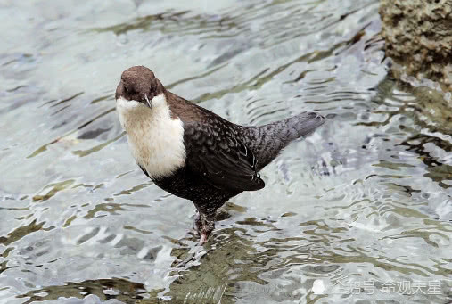 第一名是属蛇人