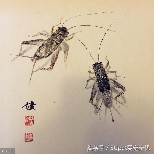 不好意思,你现在养的宠物,都是古人玩剩下的__财经头条