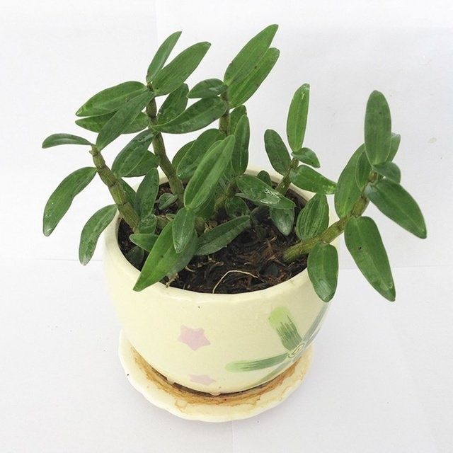 而事实上石斛是可以作为盆栽植物种植的.