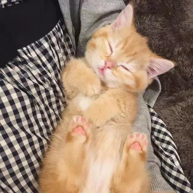 一只超可爱的小橘猫，小时候超级萌，然而短短几个月后……|橘猫|小姐姐|铲屎官_新浪新闻