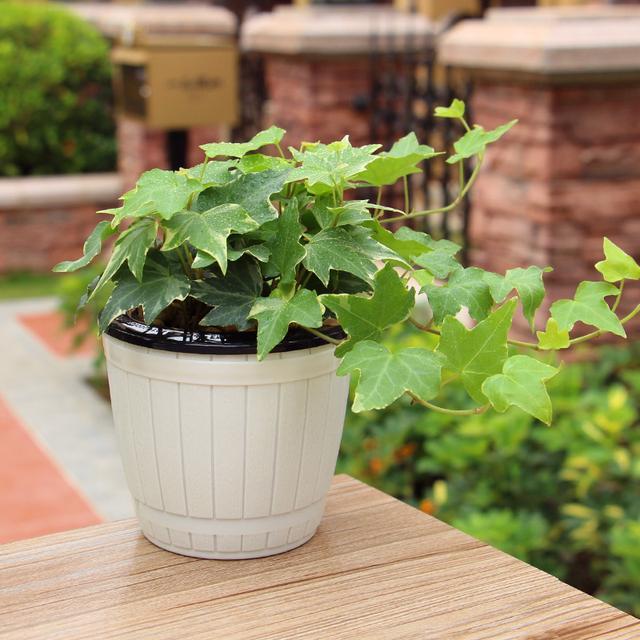 常春藤吊兰,最适合放在新装修,购置新家具的房间中,如果家中有人抽烟