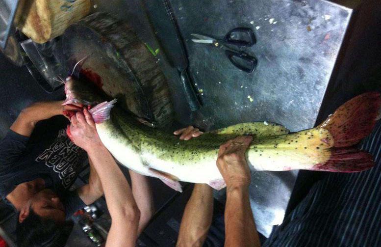 鱼身有黑色小斑点的"芝麻剑"已是很难尝到的人间美味