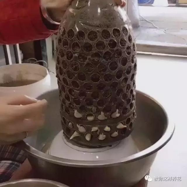 一个油桶胜过两花盆1次能种4棵大白菜大蒜一箩筐