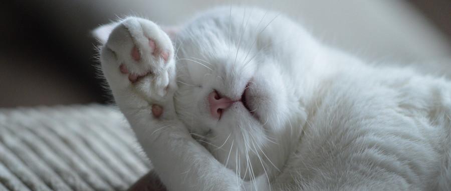 农村这句俗语"家有三脚猫, 养了有祸招"啥意思, 你懂吗?