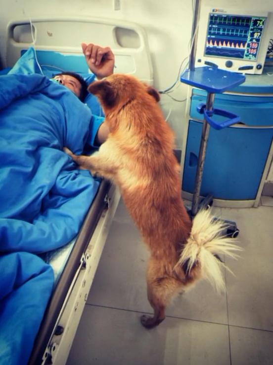 正文  一开始医院是不允许狗狗待在这里的,但是当他们看到这狗非常的