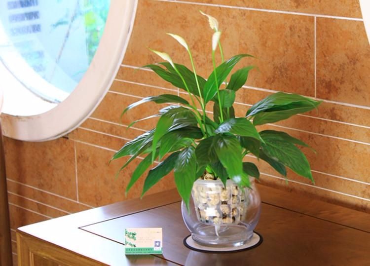 为什么这五种盆栽酷爱卫生间?一进去就疯长