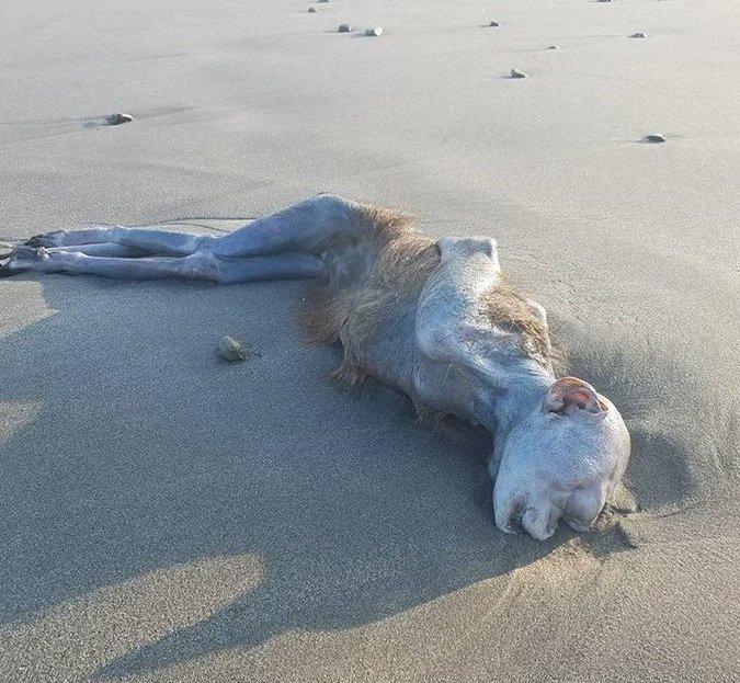 日本海滩冲上怪异生物, 这是什么|生物|日本|干尸_新浪新闻