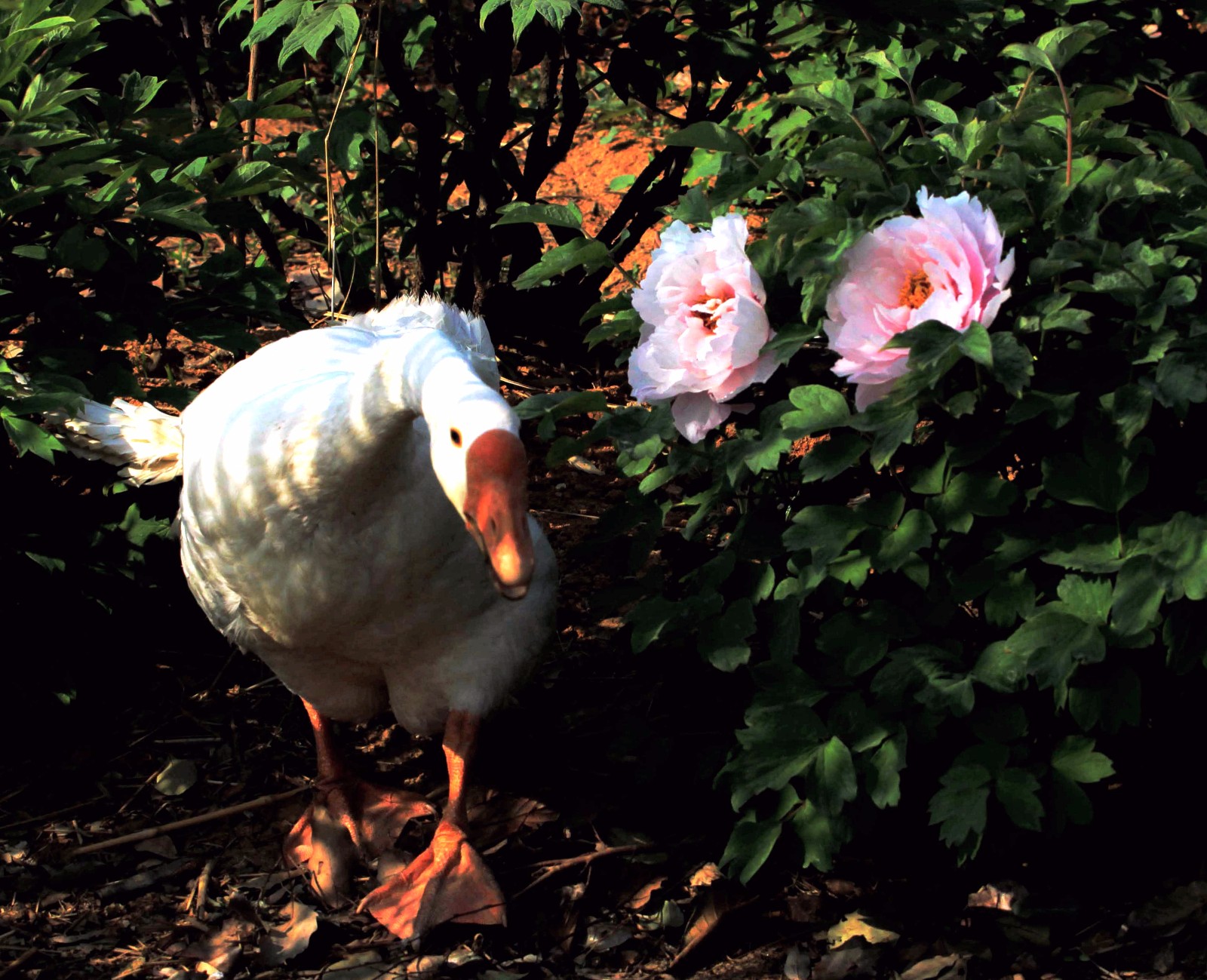 国色天香鹅守护,除草捉虫施肥一肩挑.在常州一牡丹园所见所闻.