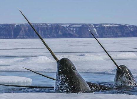 刚刚解开了独角鲸头上那长角的秘密原来它有如此之多的神奇之处