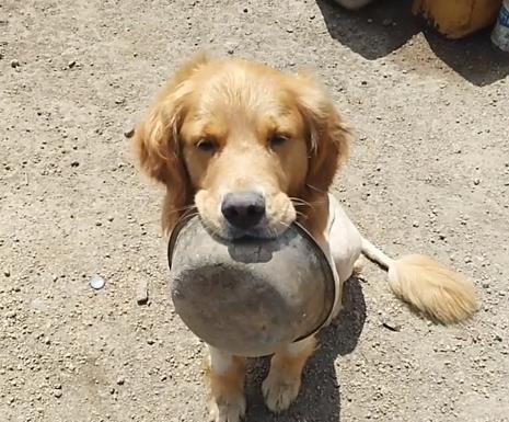 金毛从屠宰场获救,吃过饭后叼着饭盆不放,看来是饿怕了!