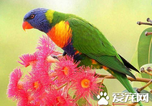 彩虹吸蜜鹦鹉会说话吗 彩虹吸蜜鹦鹉会说话的