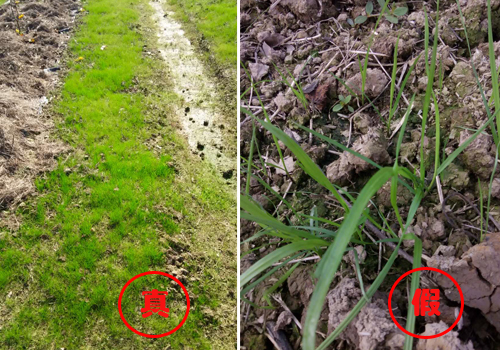 高手指点丨这样辨别真假鼠茅草,防止买到假种子