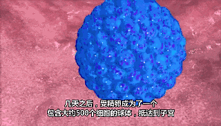 前次胚胎移植妊娠后如发生胚停清宫的患者建议休息3个月以上再次预约