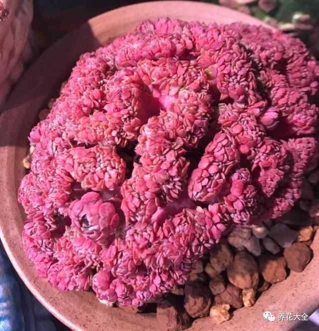 玉露养成大蛋糕?赶紧整一盆,这个夏天爽翻了!