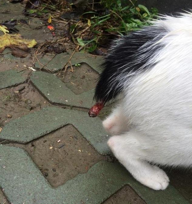 竟然夹断了猫咪的尾巴太残忍了
