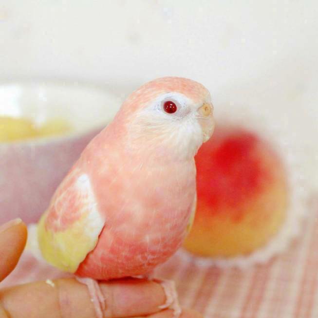 秋草鹦鹉 ,看上去好像多汁的水蜜桃,想上去咬一口嘤嘤嘤|秋草|水蜜桃|