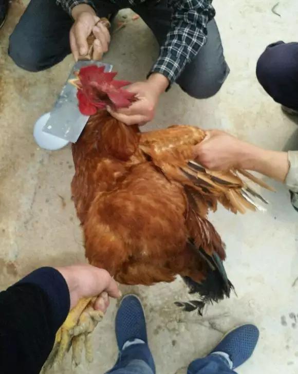 杀鸡确实是个技术活看似普通的红烧鸡,其味道之鲜美,超出预期.