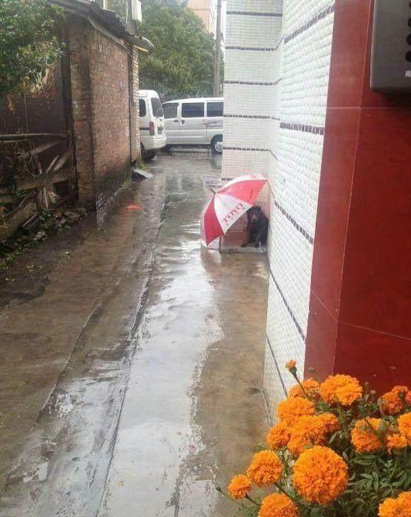 一咬牙收留了雨中流浪狗,虽然不能锦衣玉食,但也要让你吃饱喝足