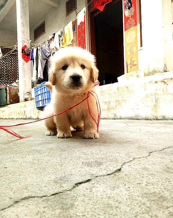 2500块买回一只小金毛,刚到家老爸就笑了,这只土狗真肥