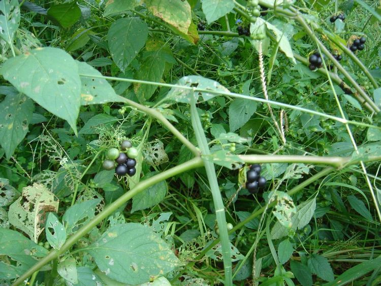 回老家的时候看见"黑豆豆",赶紧吃两把解解馋虫