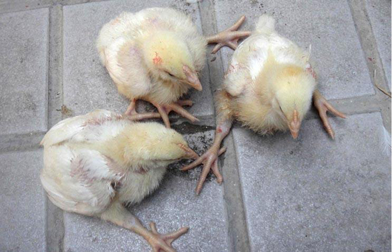 剖析集约化养鸡场球虫病发病原因及预防措施