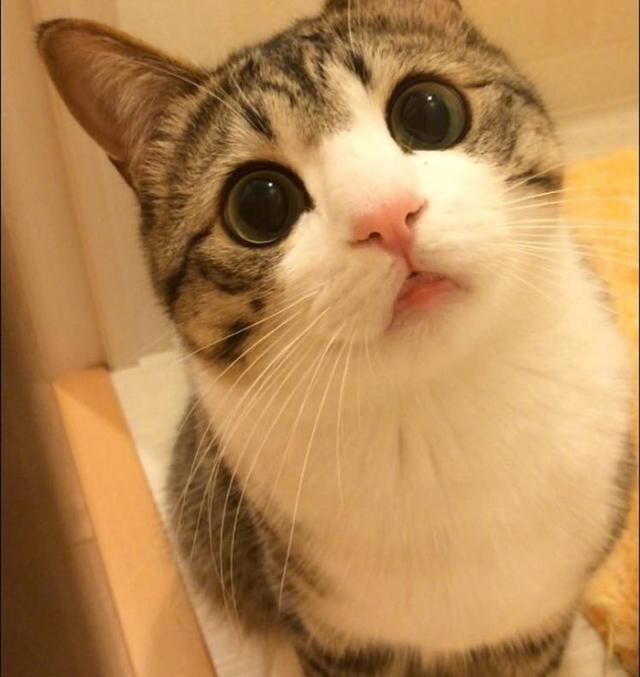 这只猫实在太可爱了, 被它无辜的眼睛吸引了!