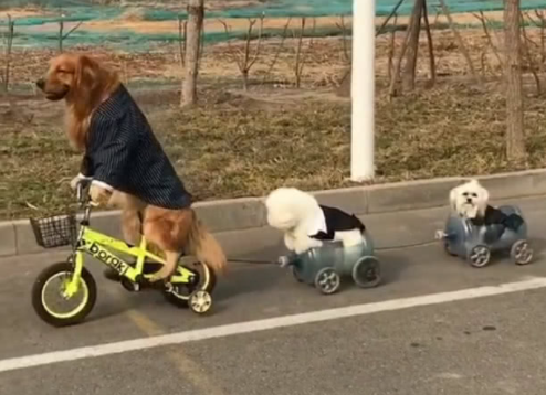 金毛轮胎骑自行车兜风,注意是真骑,这狗狗真的成精了!