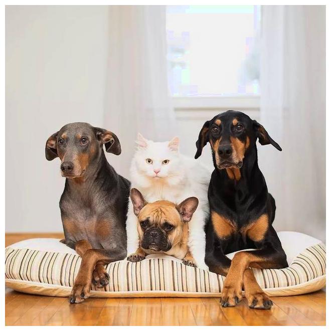 猫咪和3只大狗成了铁杆日常拍照都不抢镜邻居都夸家教好
