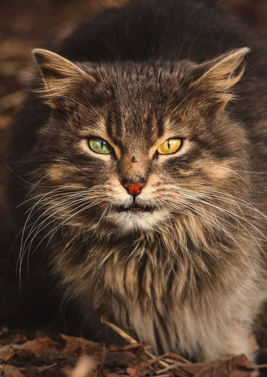 流浪猫 | gabrielius khiterer