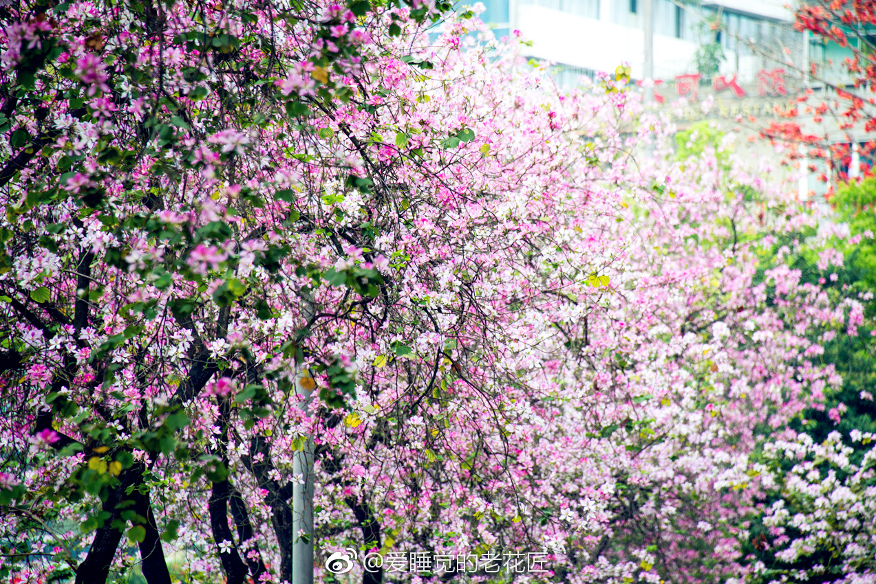南方的羊蹄甲又到了盛放的季节街道两旁粉色的花海