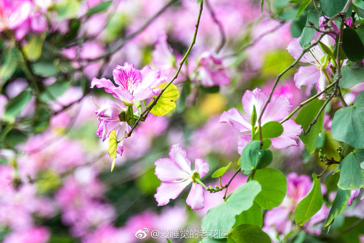 南方的羊蹄甲又到了盛放的季节街道两旁粉色的花海