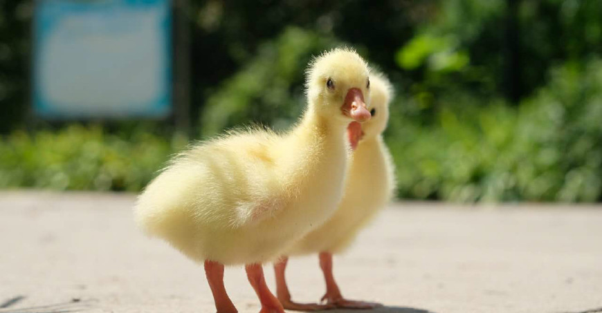 办公室孵出来的小鹅长大啦