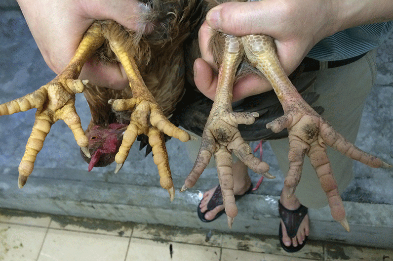 怎么辨别土鸡,土鸡有没有一些很明显的特征?