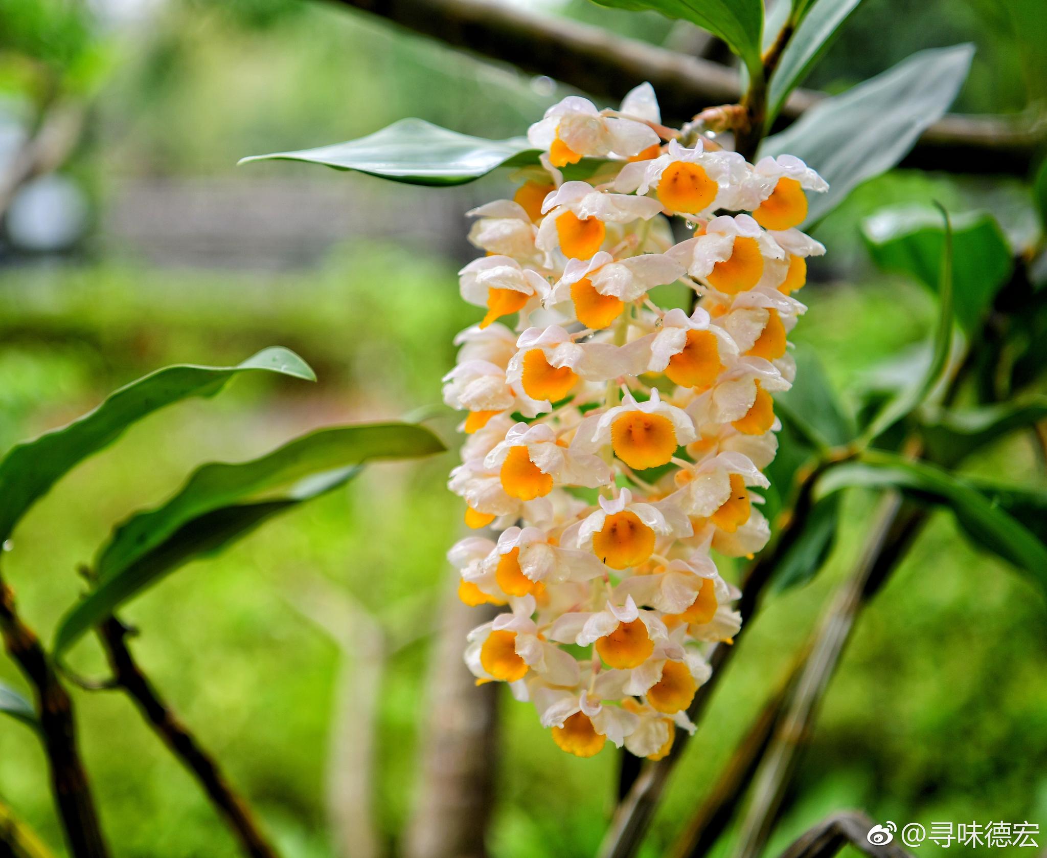 石斛花不但漂亮还可以用来泡酒,在瑞丽南卯湖公园各