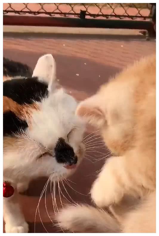 凶悍花猫小气爱吃醋,见不得主人抱别的猫,见到上来就一顿揍